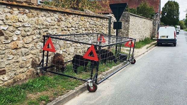 Ouessantschafe (auch Bretonische Zwergschafe), die kleinsten Schafe Europas, helfen in der Gemeinde Janvry (F) die Strassenränder zu mähen. (Bild Christian Schoettl)
