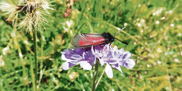 Durch die Wanderziegen konnte der Lebensraum der Bibernell-Widderchen, ein Schmetterling, erhalten werden.