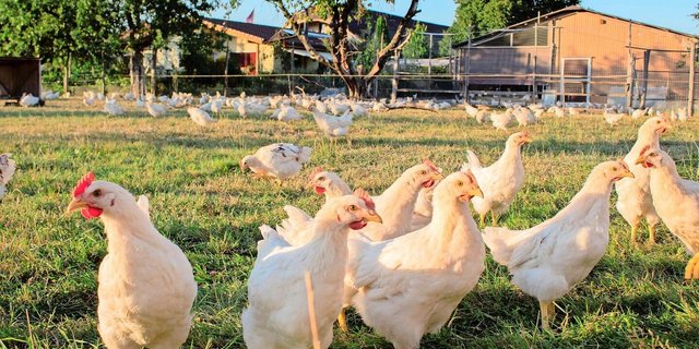 Bruderhähne haben einen höheren Bewegungsdrang und deshalb eine andere Muskulatur als Mastpoulets, zudem wachsen sie langsamer.