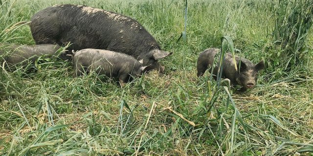 Die Berkshire-Schweine eignen sich besonders gut für die ganzjährige Haltung im Freiland.