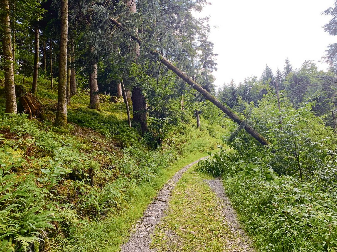 Sturmholz über einem Waldweg. Es ist nicht immer juristisch klar, wer für die Kosten der Räumung aufzukommen hat, der Waldbesitzer oder der Strassenbesitzer. (Bild Josef Scherer)