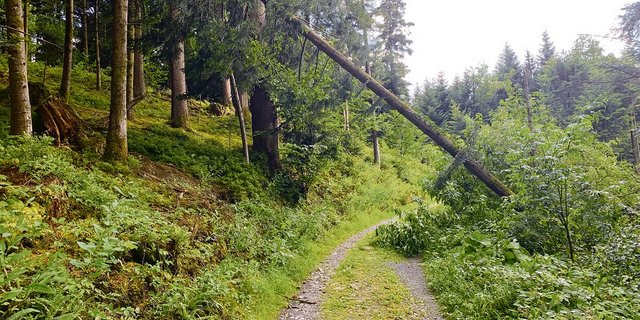 Sturmholz über einem Waldweg. Es ist nicht immer juristisch klar, wer für die Kosten der Räumung aufzukommen hat, der Waldbesitzer oder der Strassenbesitzer. (Bild Josef Scherer)