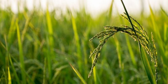 Reis kann im Trockenverfahren oder auf gefluteten Feldern als Nassreis angebaut werden. (Bild Pixabay)
