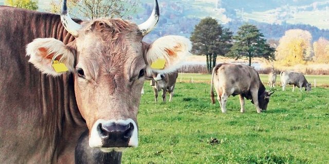 Den Schweizer Kühen sei es in Anbindeställen mit RAUS mindestens so wohl wie Laufstalltieren auf europäischen Grossbetrieben, die nie auf die Weide kämen, erklärte Martin Hübscher.