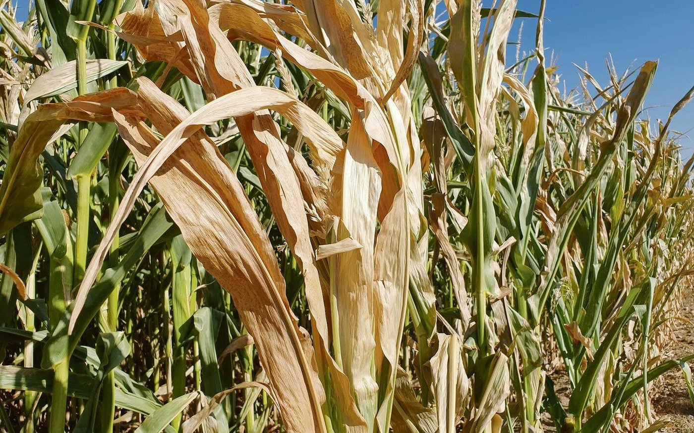 Statt zu reifen, verdorrt der Mais. Verschiedene Betriebe haben darum bereits siliert. 