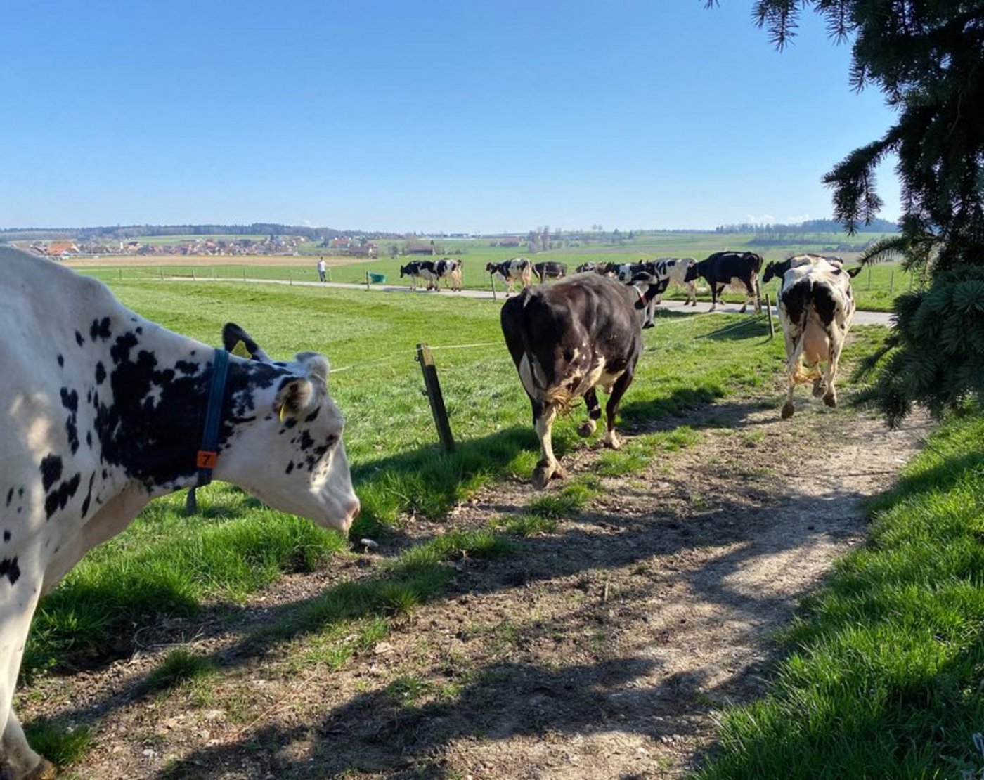 Den Schweizer Milchproduzenten liegt viel am Wohl ihrer Tiere, daher auch die hohe Beteiligung an BTS und RAUS, schreiben die SMP. (Symbolbild BauZ)