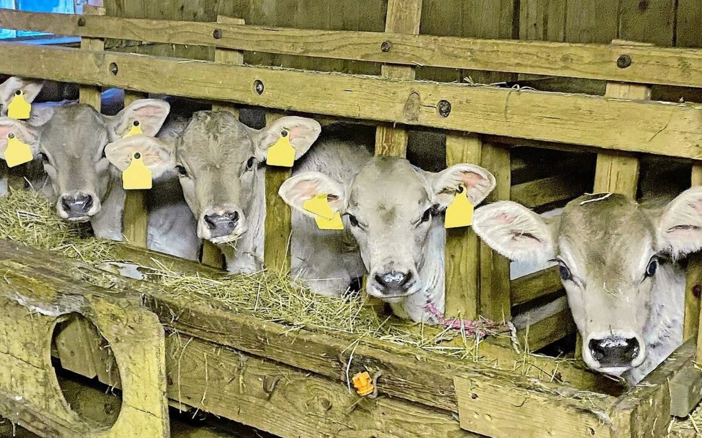 Jungviehaufzucht als attraktive Alternative für Betriebe, die aus der Milchproduktion aussteigen möchten.
