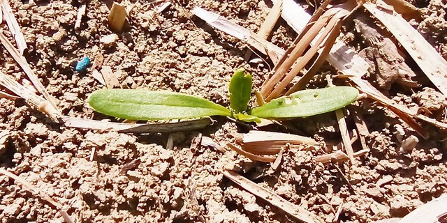 Solch ein Erdfloh-Schaden an den Zuckerrüben ist nicht bekämpfungswürdig. (Bild Andi Distel)