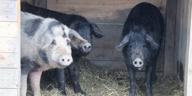 Wer kommt denn da zu Besuch? Alpenschwein-Eber Jamie (links, gefleckt) und die beiden schwarzen Alpenschwein-Sauen Peppa (Mitte) und Daisy. (Bild as)