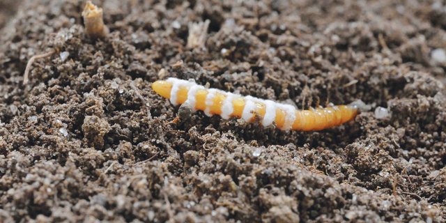 Drahtwürmer lassen sich mit dem Pilz Metarhizium bekämpfen: der Drahtwurm verpilzt und stirbt. (Bild Christian Schweizer, Agroscope) 