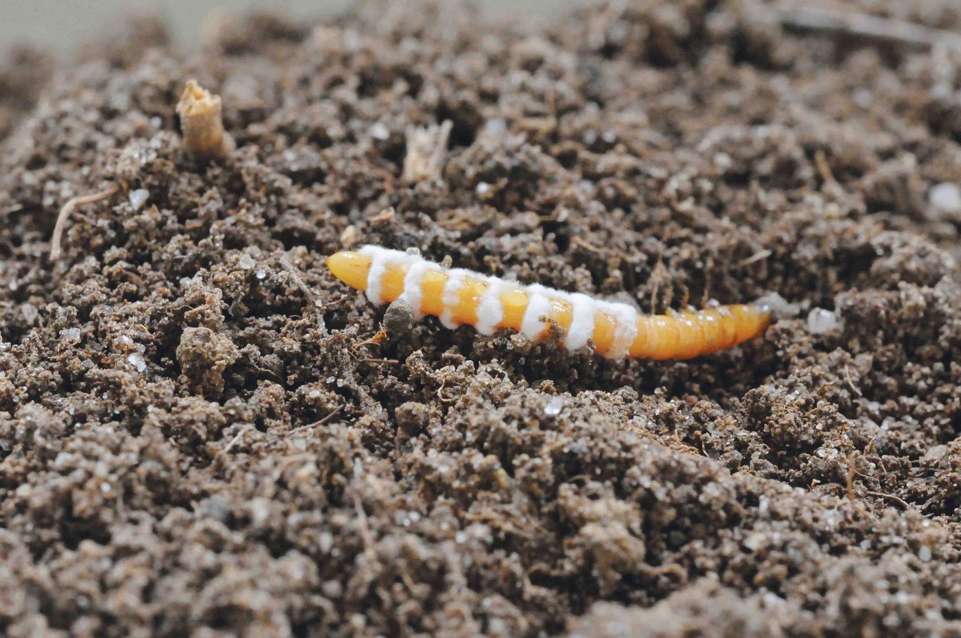 Drahtwürmer lassen sich mit dem Pilz Metarhizium bekämpfen: der Drahtwurm verpilzt und stirbt. (Bild Christian Schweizer, Agroscope) 