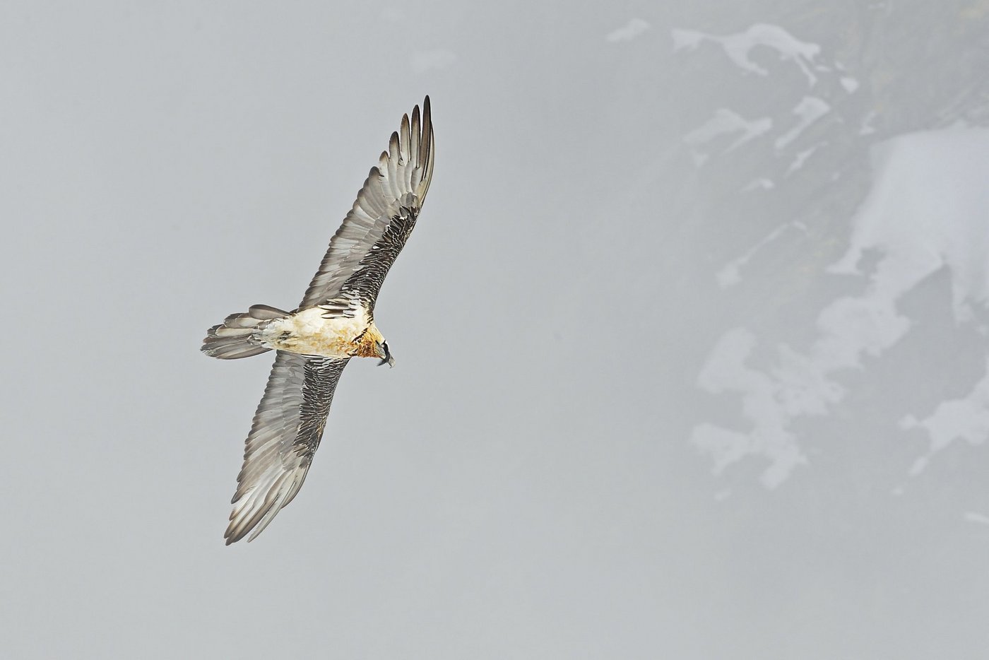 Bartgeier wurden anfangs der 20. Jahrhunderts im Alpenraum ausgerottet. Die Stiftung Pro Bartgeier siedelt die Tiere seit 1991 in der Schweiz wieder an. Bartgeier sind Aasfresser, die sich vor allem von Knochen verendeter Huftiere ernähren. (Bild Hansruedi Weyrich)
