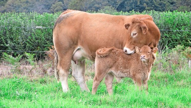 Durch die Tageszunahme der Kälber kann die Milchleistung der Mutterkuh geschätzt werden.