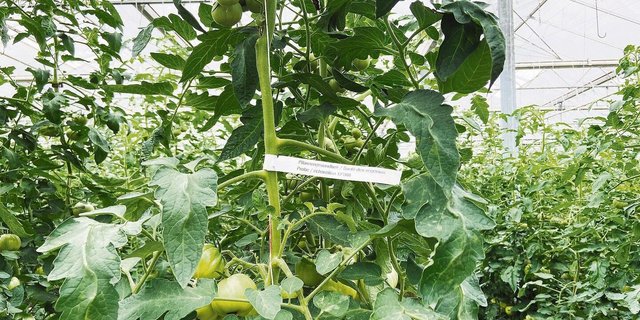 Die Symptome des Jordan-Virus sind wie beim betroffenen Thurgauer Betrieb häufig unscheinbar und unspezifisch. Zudem sind sie von der Sorte abhängig.