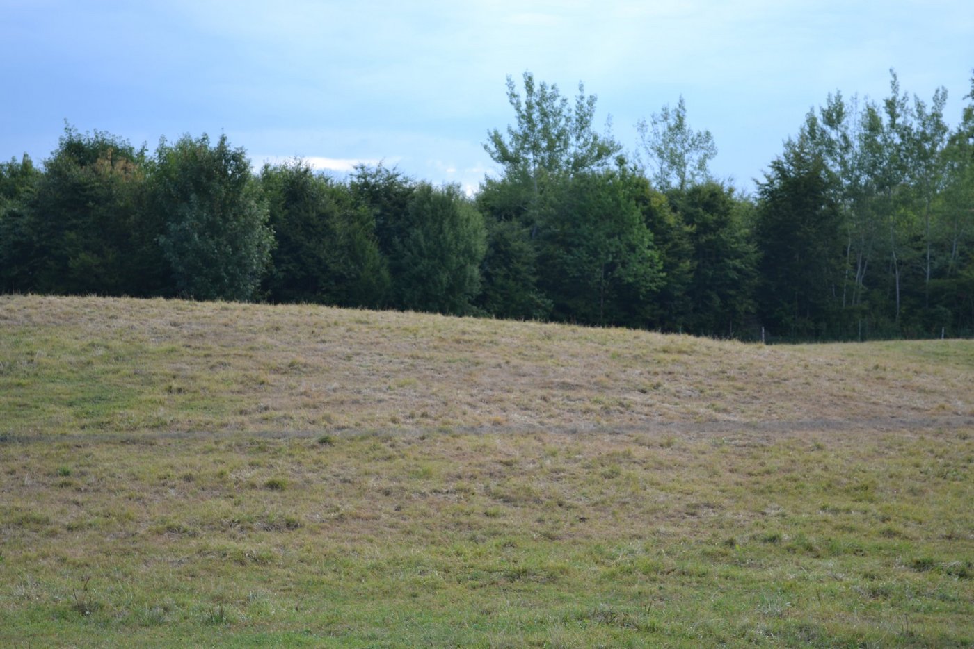 Die Ostschweiz ist von der anhaltenden Trockenheit besonders betroffen. Es wächst kaum mehr Futter nach, die Wiesen sind vielerorts braun. (Bild BauZ)