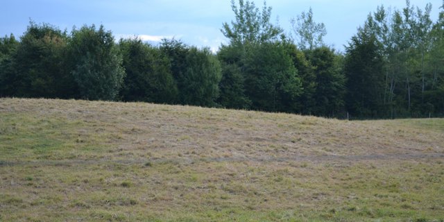 Die Ostschweiz ist von der anhaltenden Trockenheit besonders betroffen. Es wächst kaum mehr Futter nach, die Wiesen sind vielerorts braun. (Bild BauZ)