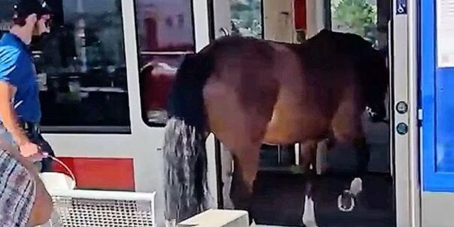 Die Stute Éclipse besteigt seelenruhig den Zug. Auf nach Saignelégier, ist der Plan.