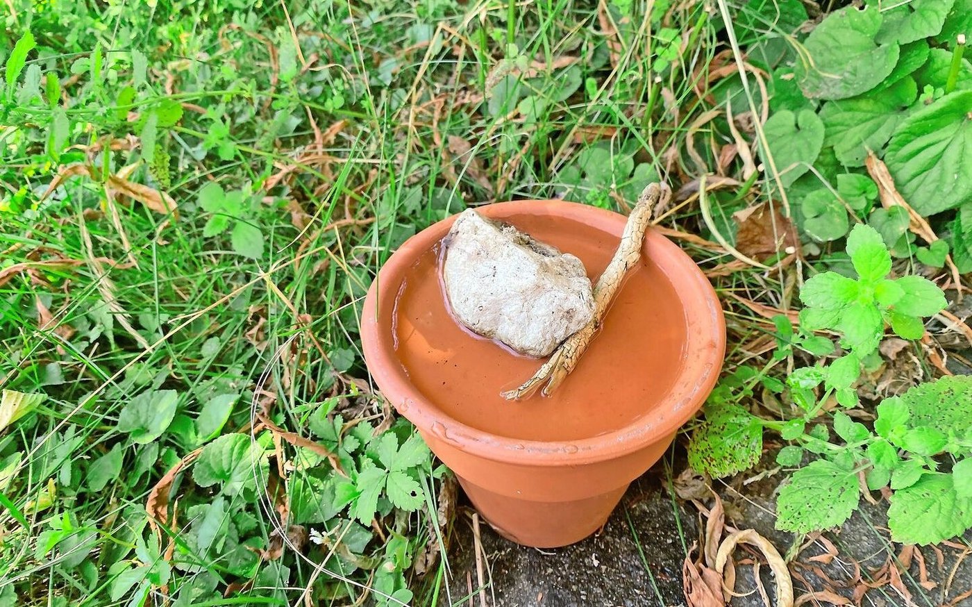 Der Untersetzer dient als Deckel und Insektentränke.