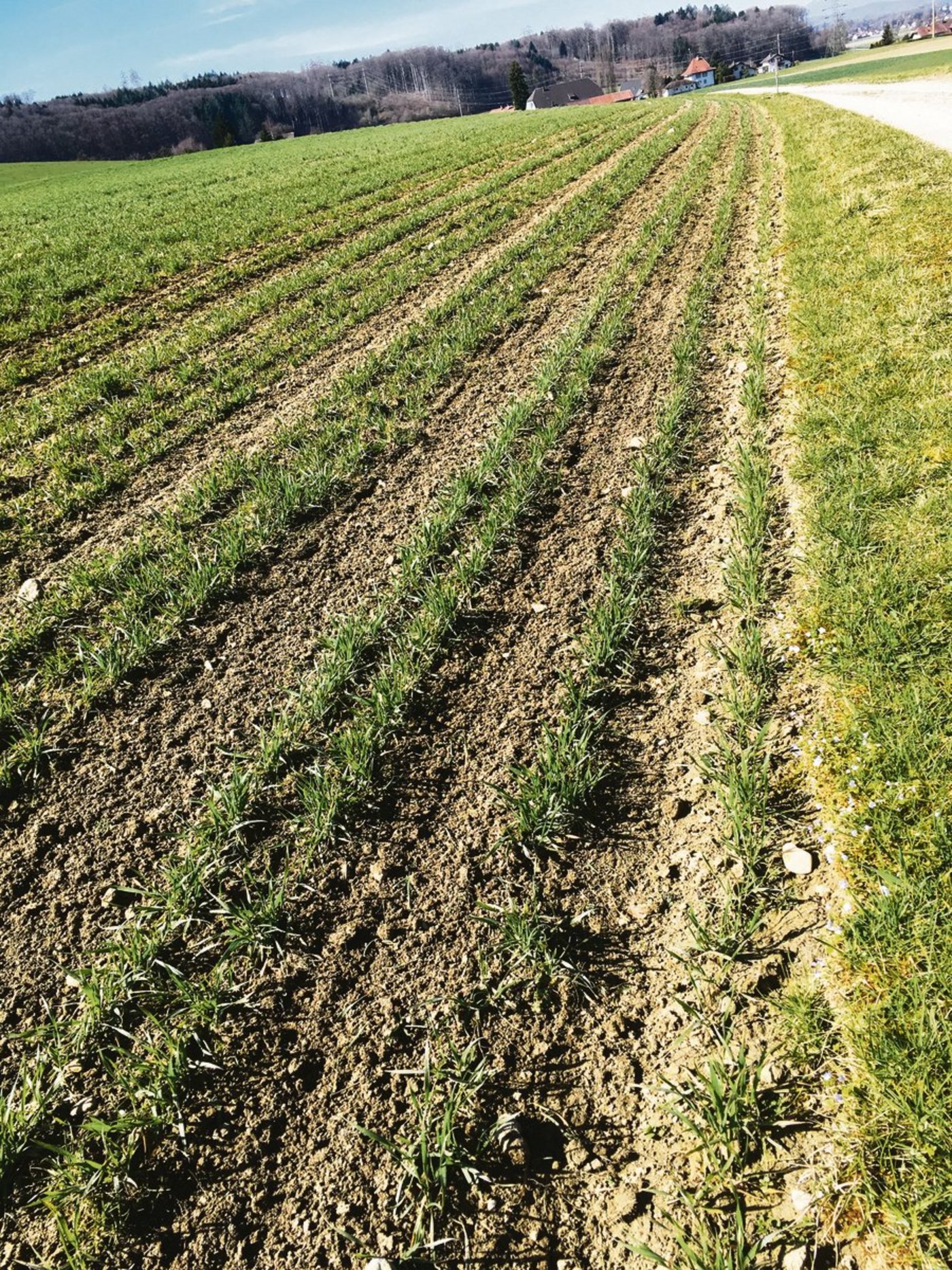 Ein Blick in die weiten Reihen eines Getreidefelds.(Bild jsc)