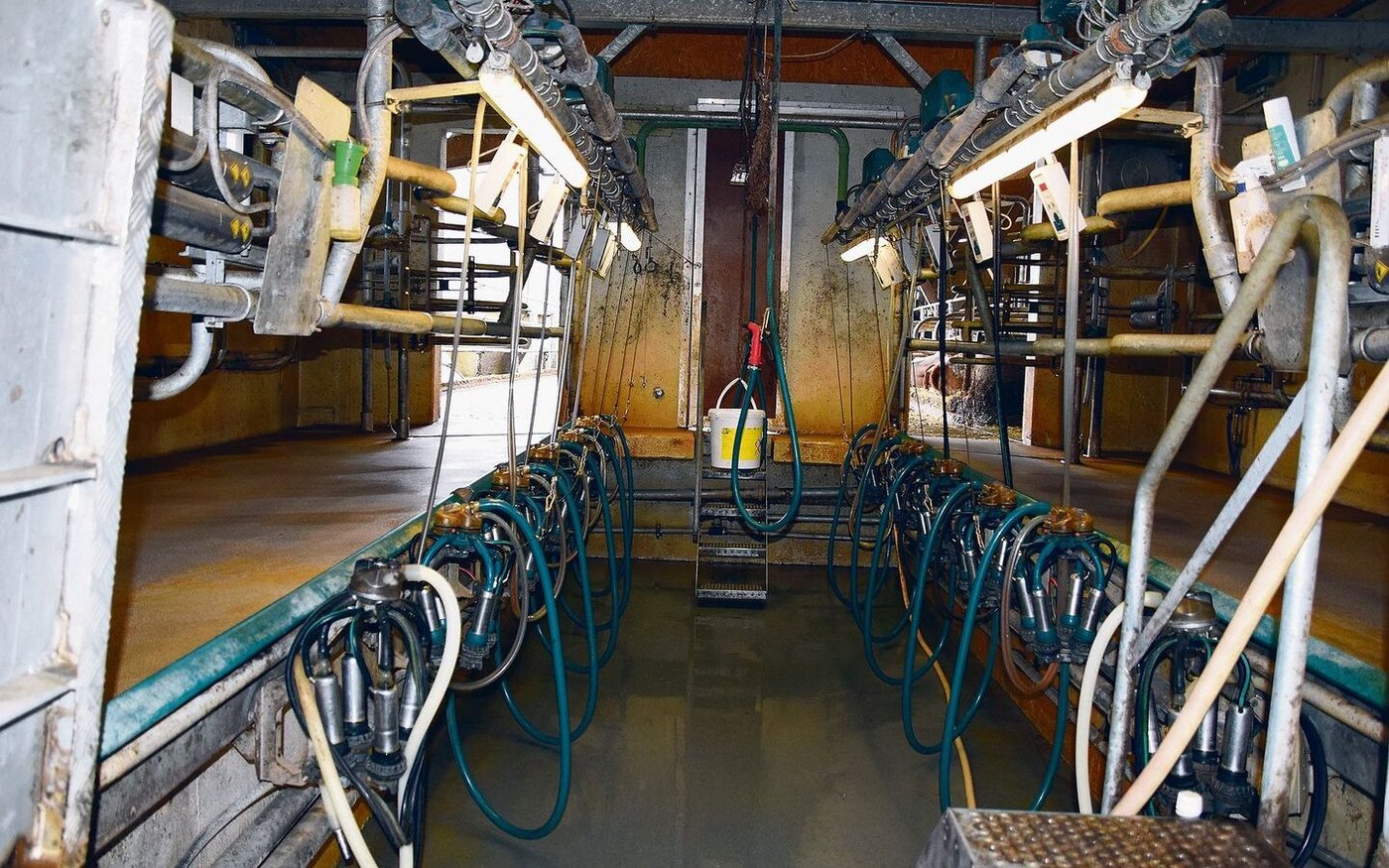 Die Kühe werden in einem  2x5-Fischgräten-Melkstand gemolken. Man habe sich bewusst gegen einen Roboter entschieden. 