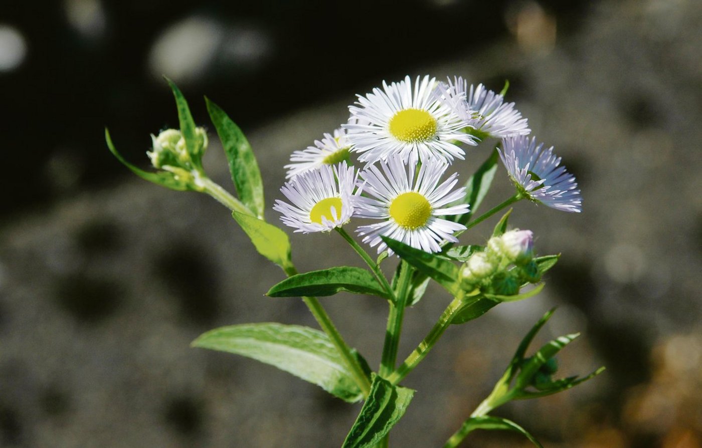 Das Einjährige Berufkraut ähnelt in seiner Erscheinung der einheimischen Kamille, muss aber zwingend und nachhaltig  bekämpft werden. Die Landwirtschaft ist zunehmend betroffen, aber wachsen tut der Neophyt auch anderswo. (Bild zVg)