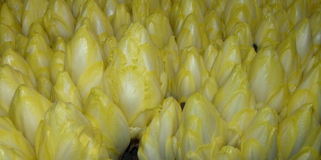 Bei uns essen wir Chicorée meist als Salat, anderorts ist er ein Gemüse. (Bild Monika Neidhart)