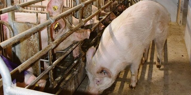 Ein aktiver Sucheber im Deckzentrum erhöht den Erfolg der KB enorm.