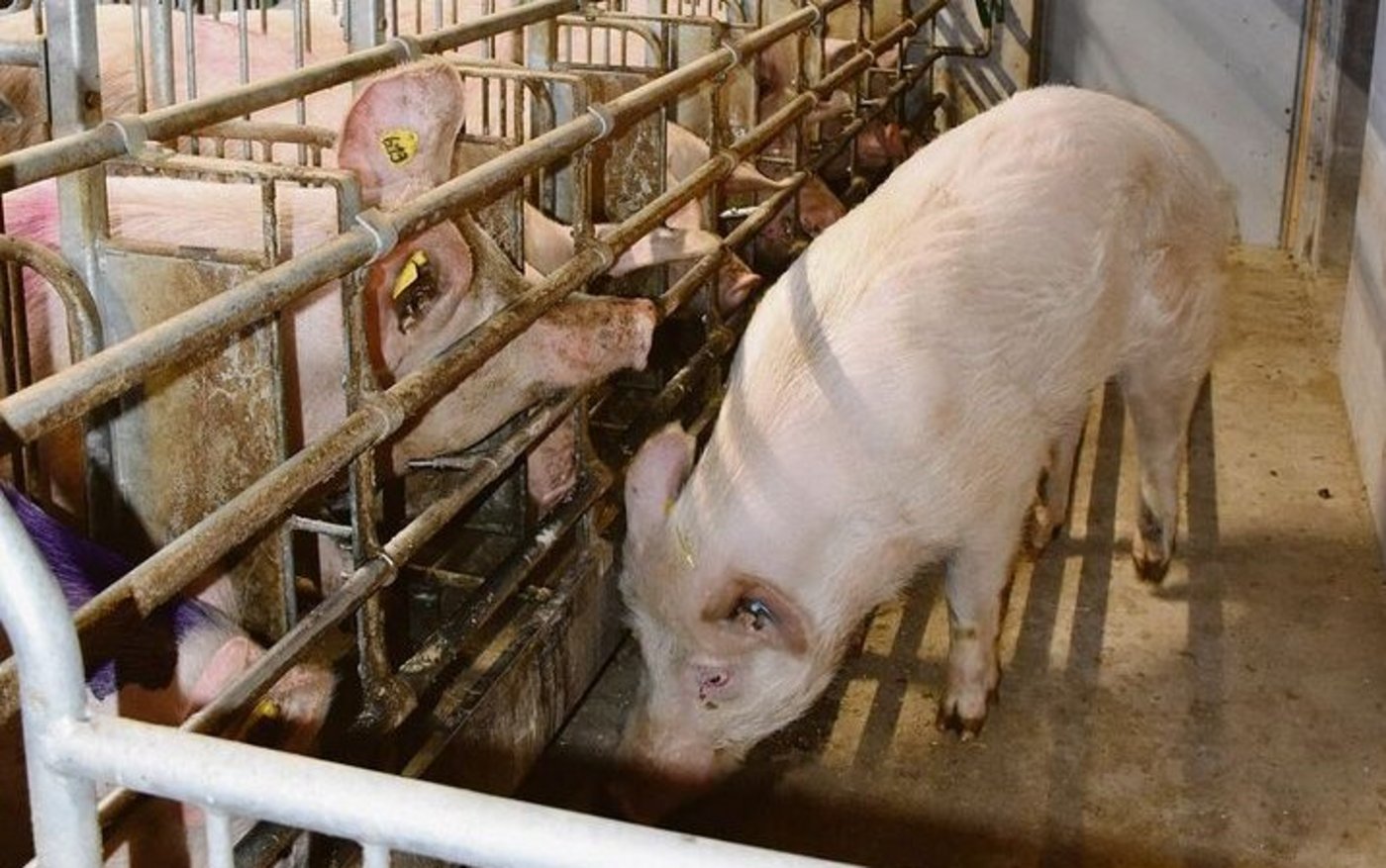 Ein aktiver Sucheber im Deckzentrum erhöht den Erfolg der KB enorm.