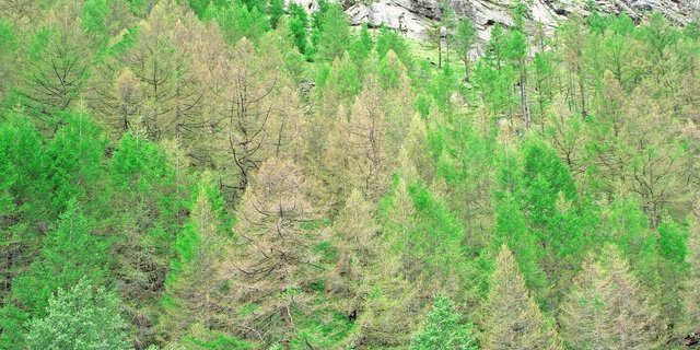 Lärchen im Saastal mit Frassschäden durch den Orangegelben Breitflügelspanner.