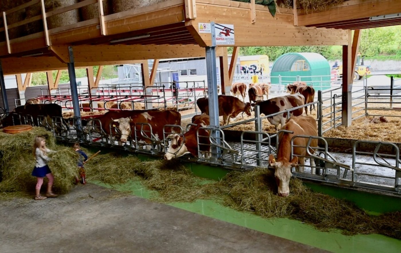 Auf dem FiBL-Hof werden Swiss-Fleckvieh- und Simmentalerkühe mit Hörnern gezüchtet. Dafür ist ein besonders grosszügiger Stall nötig. (Bilder Jasmine Baumann)