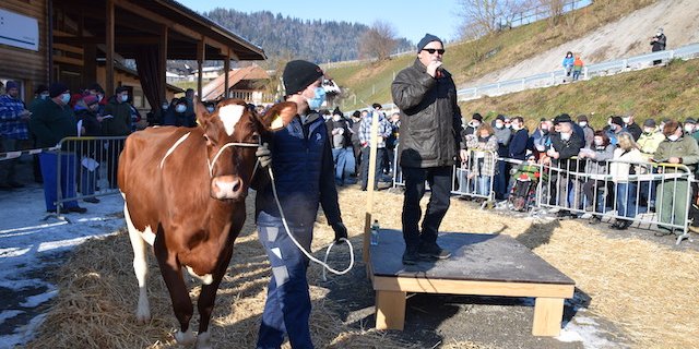 Sie war mit 4500 Franken das teuerste Tier an der Auktion: Gulliver Reni von Fritz Bürki, Schangnau BE.