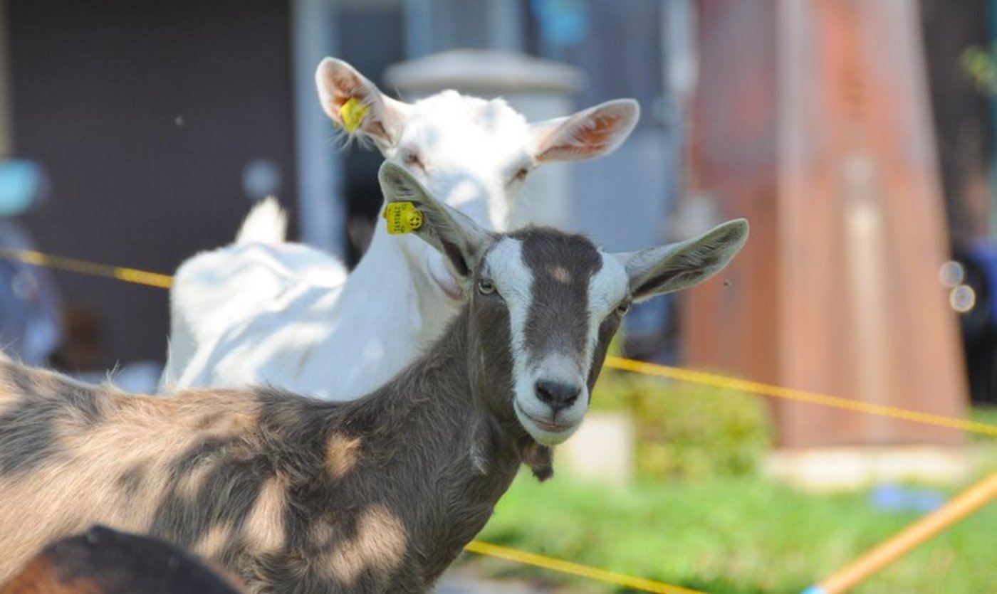 Ziegen sind vielfältig einsetzbar und meist robust. Das macht sie gut für die Haltung im Berggebiet geeignet. (Bild BauZ)