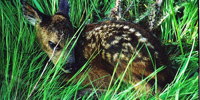 Während sich viele andere Tiere an die veränderten klimatischen Bedingungen anpassen können, scheinen Rehe damit Probleme zu haben. (Bild: James Lindsey)