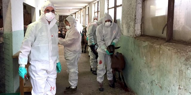 In dem Betrieb in Puschlav sei jedoch der Infektionsdruck so hoch gewesen, dass der ganze Bestand eliminiert werden musste, so der Kanton. (Bilder Kanton Graubünden)