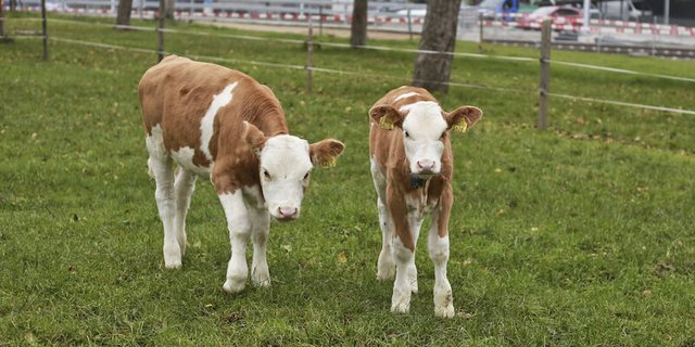 Die ersten Lebenswochen prägen fürs ganze Leben. Kälber im Betrieb der Stiftung Bächtelen in Wabern BE. (Bild ji)