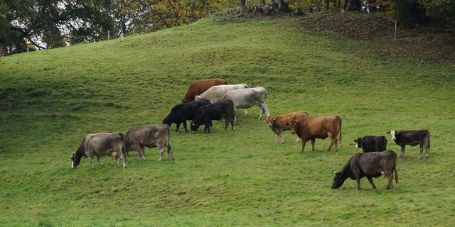 Weltweit ist die Mutterkuh-Haltung als natürliches System der Fleischproduktion beliebt. So auch in der Schweiz. (Bild BauZ)