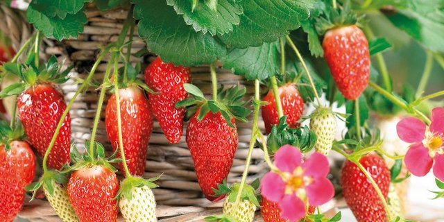 Erdbeere Merci Diese Erdbeeren wurden zum Fall fürs Bundesgericht. (Bild zVg, Häberli AG) 