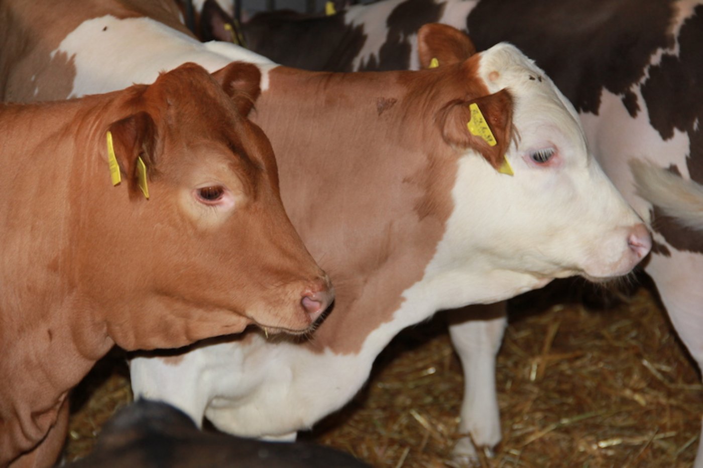 Seit Wochen stauten sich fette Kälber in den Ställen. Jetzt werden sie geschlachtet, weil es Geld gibt für das Einfrieren von Kalblfleisch. (Bild SBV)