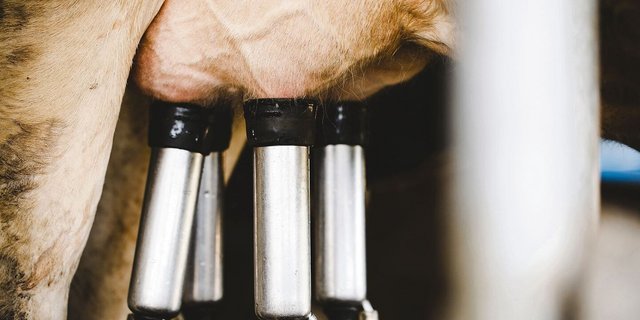 Häufig verlaufen die durch das Bakterium Staphylococcus aureus verursachten Euterentzündungen chronisch.