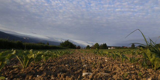 Das Bundesamt für Landwirtschaft (BLW) und die Schweizerische Vereinigung für ländliche Entwicklung Swissmelio haben die Broschüre herausgegeben. (Bild lid)