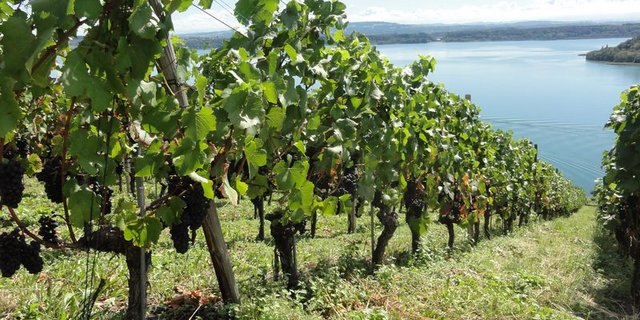 In der Schweiz gibt es rund 147 Quadratkilometer Rebberge auf denen vor allem zwei Haupttraubensorten – roter Blauburgunder und weisser Chasselas – angebaut werden. (Bild ji)