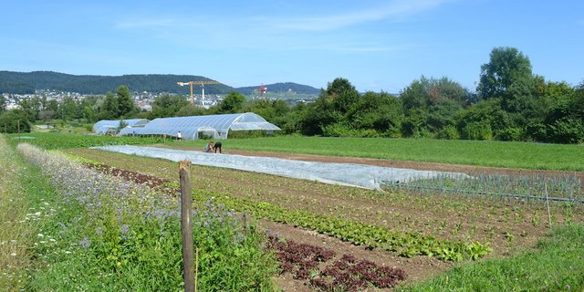 Besonders in städtischen Gebieten besteht ein grosses Interesse an freiwilliger Mitarbeit. So können Konsumentinnen und Konsumenten ihr möglicherweise romantisiertes Bild von der Landwirtschaft revidieren. (Bild jsc)
