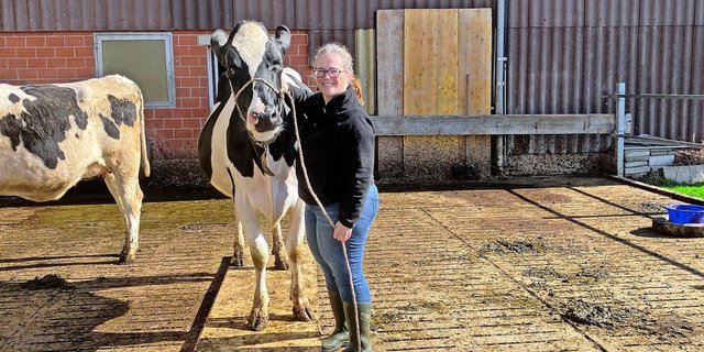 Ein eingespieltes Team: Daheim im Laufstall übt Sascha Moser mit ihrer Kuh Felicia, über ein Brett zu gehen.
