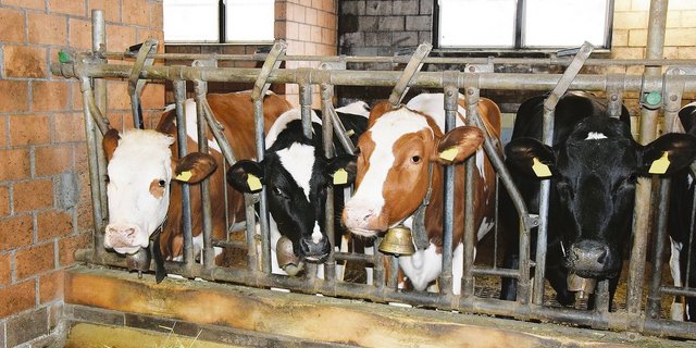 Die älteren Rinder sind bedarfsgerecht zu Füttern: Sie sollten nicht zu fett in die erste Laktation starten, sonst besteht die Gefahr von Stoffwechselerkrankungen. (Bild Peter Fankhauser)