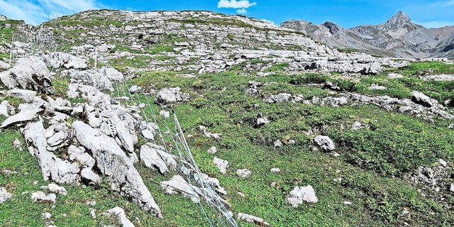 Elektrische Schafnetze auf Alpen im unwegsamen Gelände fachgerecht aufzustellen, ist enorm aufwendig und nicht überall praktikabel. Auch Herdenschutzhunde können, insbesondere in Tourismusgebieten, zu Problemen führen. 