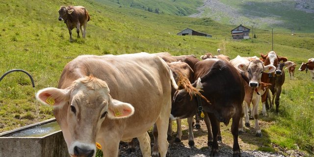 Laut Tierschutz müssen Rinder mindestens zweimal täglich Zugang zu Wasser haben. Wo dies im Sömmerungsgebiet nicht möglich ist, muss mit anderen Massnahmen für eine Deckung des Wasserbedarf der Tiere gesorgt werden. (Bild BauZ)