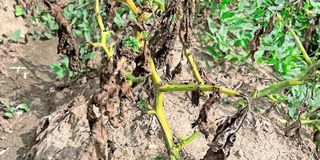 Das von der Zikade übertragene Bakterium befällt die Gefässe der Pflanze und führt zu Welkesymptomen, hier bei Kartoffeln.