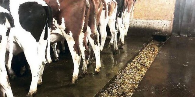 Die kleineren Rinder von Beat Wanzenried sind in einem Laufstall untergebracht. Die unbedeckte Schubstangenentmistung ist Anlass für grosse Diskussionen.   