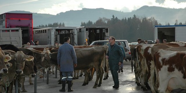 Was passiert ohne Schlachtviehmärkte? An der Antwort wird gearbeitet. (Bild BauZ)