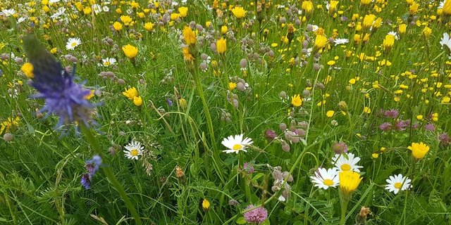 Neue Ansätze für ein schonenderes Agrarsystem werden gesucht. (Bild lid/ji)